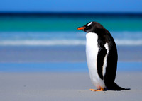Gentoo Penguin