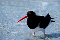 Pied Oyster Catcher Sealion Island