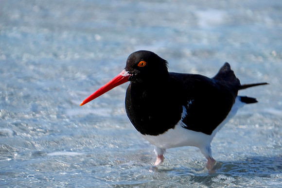 Pied Oyster Catcher Sealion Island