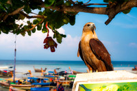 Koh Phi Phi