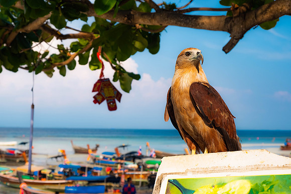 Koh Phi Phi